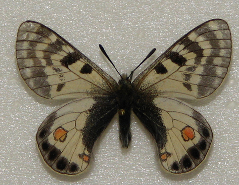 Parnassius (Koramius) stoliczkanus C. & R. FELDER, 1864. Tibet. Photo : Pavel Morozov