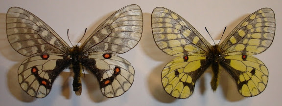 Papilio (Driopa) eversmanni vosnessenskii MÉNÉTRIÈS, 1850. Levaya, Monts Bureinskij (1200 m), rayon de Vernebureinskij, Kraï de Khabarovsk, (fin juin). Photo : Pavel Morozov