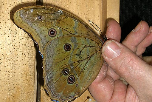 L’étalage du papillon : le Morpho - Morpho godartii tingomariensis, BLANDIN, 2007, Tingo Maria, Rio Huallaga, Huanuco, mars 2009 (Pérou).