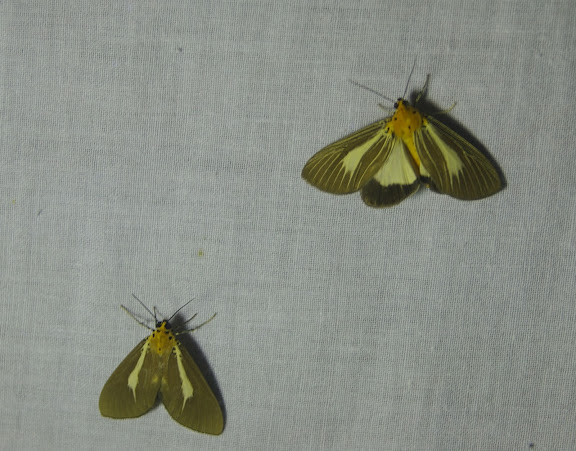 Aganaidae : à gauche : Asota heliconia philippina ROTHSCHILD, 1897 ; à droite : Asota heliconia philippina f. nervosa ROTHSCHILD, 1897. Greenviews Resort, Port Barton (Palawan), août 2005. Photo : J.-M. Gayman