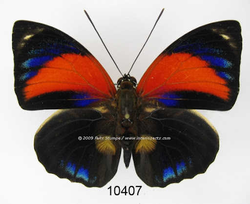 Agrias pericles mauensis, mâle, forme pretiosa MICHAEL, 1927. Photo : Interinsects Felix Stumpe. http://www.interinsects.de/---new-offers-lepidoptera/6345659ce01069e1b/index.html