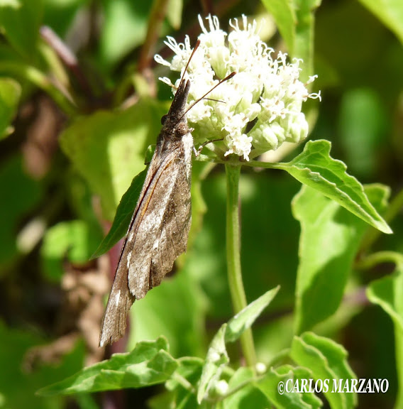 Libytheana carinenta CRAMER, 1777. Merlo, Provincia de San Luis, febrero 2009. Photo : Carlos Marzano