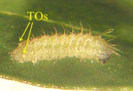 Figure 6 : la chenille au second instar (4 mm de long). Photo : D. Edge
