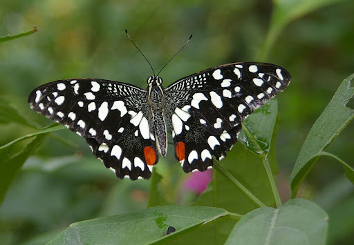 Papilio demoleus demoleus, Yangshuo, Guangxi, Chine du Sud, août 2005. Photo : J.-M. Gayman