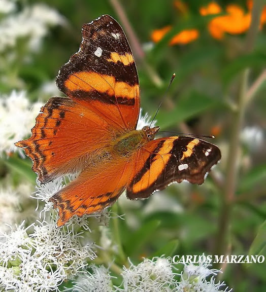 Hyparnatia bella, Provincia de Cordoba, localidad de Villa Amancay, a orillas de arroyo Ambos, el 4 de Abril de 2007. Foto : Carlos Marzano