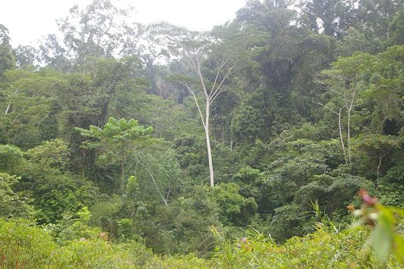 La forêt près de Port Barton, Palawan (Philippines, 12 août 2005). Photo : Jean-Marc Gayman
