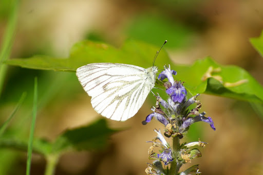 Pieris napi napi, première génération, les Hautes-Lisières (28260). Photo : J.-M. Gayman. 14 mai 2008