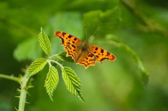 Polygonia c-album, les Hautes-Lisières (28260). Photo : J.-M. Gayman. 29 juin 2008