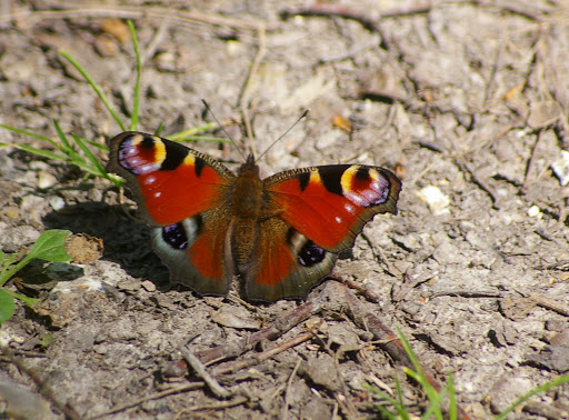 Inachis io, les Hautes-Lisières (28260). Photo : J.-M. Gayman. 30 juin 2008