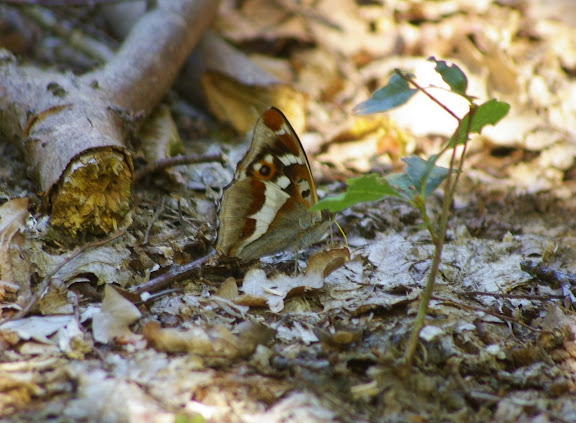 Apatura iris, les Hautes-Lisières (28260). Photo : J.-M. Gayman. 30 juin 2008