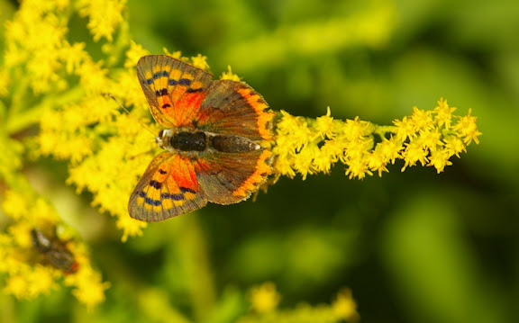 Lycaena phlaeas, les Hautes-Lisières (28260). Photo : J.-M. Gayman. 8 septembre 2008