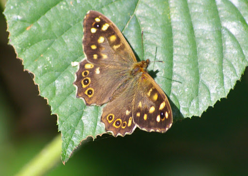 Pararge aegeria, les Hautes-Lisières (28260). Photo : J.-M. Gayman. 9 septembre 2008