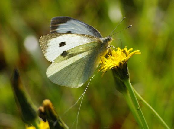 Pieris brassicae, les Hautes-Lisières (28260). Photo : J.-M. Gayman. 12 octobre 2008