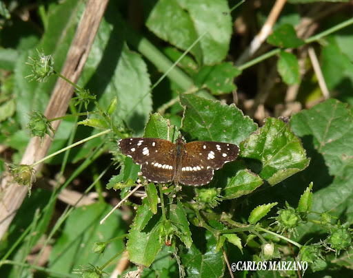 Ortilia ithra. Foto tomada en Reserva provincial de Hudson, el 26 abril 2009 al sur de Buenos Aires. Carlos Marzano