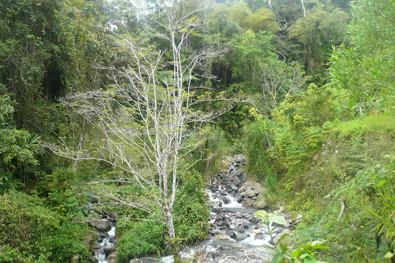 Le ruisseau à Mokwam, refuge de Delias ladas levis. Arfak, août 2007. Photo : Jacques Marquet