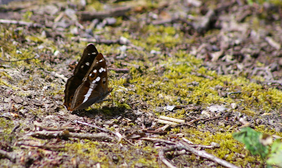 Apatura iris LINNAEUS, 1758, mâle. Les Hautes-Lisières, 13 juillet 2009. Photo : J.-M. Gayman