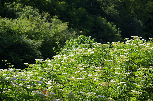 Buisson fleuri où butinent surtout Inachis io et Cynthia cardui. Les Hautes-Lisières, 13 juillet 2009. Photo : J.-M. Gayman