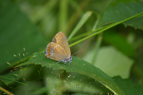 Satyrium spini DENIS & SCHIFFERMÜLLER, 1775. Les Hautes-Lisières, 14 juillet 2009. Photo : J.-M. Gayman