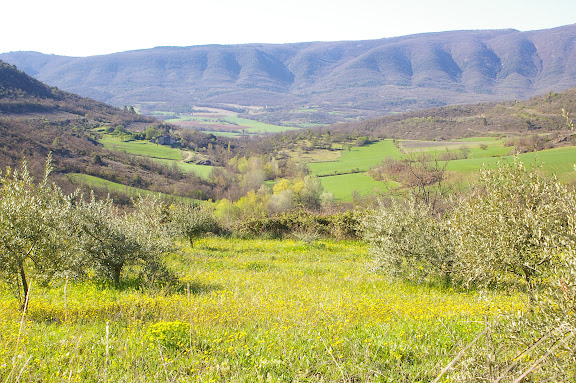 Les Hautes-Courennes. Vue vers le Sud : oliviers, vallon de Fouix, vallée du Calavon et Grand Lubéron. Mai 2005. Photo : J.-M. Gayman