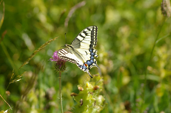 Papilio machaon LINNAEUS, 1758. Super Sauze, 2050 m (Alpes-de-Haute-Provence), 4 août 2009. Photo : J.-M. Gayman