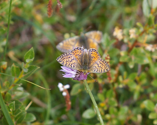 Boloria pales palustris FRUHSTORFER, 1909, femelle. Fouillouse, 2300 m (Alpes-de-Haute-Provence), 3 août 2009. Photo : J.-M. Gayman