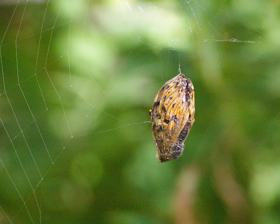 Nymphalidae (Speyeria aglaja, Fabriciana adippe ?) capturée par une araignée. Maurin, 2000 m, 11 août 2009. Photo : J.-M. Gayman