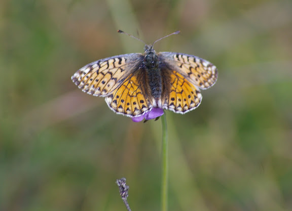 Boloria napaea HOFFMANNSEGG, 1804, femelle. 2000 m, Super-Sauze (Ubaye), 12 août 2009. Photo : J.-M. Gayman