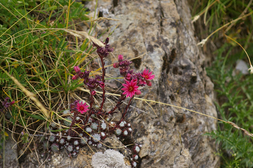 Joubarbe (Crassulacées) : plante nourricière de Parnassius sacerdos. Vallon de Plate Lombarde (Fouillouse). 3 août 2009. Photo : J.-M. Gayman