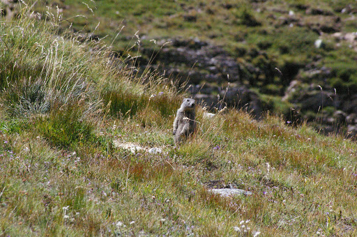 Marmotte et biotope de nombreux Colias. Bergerie supérieure de Mary (Maurin), 2400 m. 12 août 2009. Photo : J.-M. Gayman