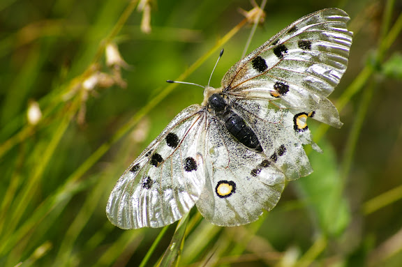 Parnassius apollo provincialis KHEIL, 1905, mâle. La Blachière, 1700 m (Maurin, Alpes-de-Haute-Provence), 13 août 2009. Photo : J.-M. Gayman