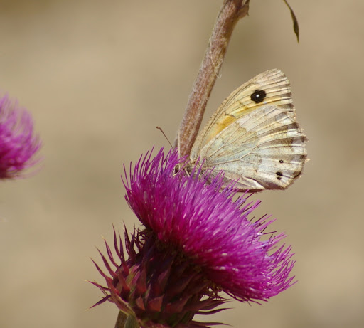 Satyrus ferula FABRICIUS, 1793, femelle. 1660 m, Le Châtelet (Saint-Paul-sur-Ubaye), 5 août 2009. Photo : J.-M. Gayman