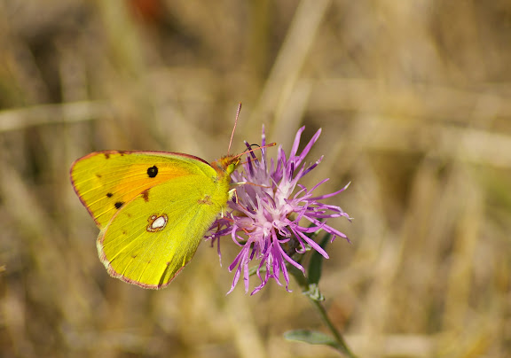 Colias croceus FOURCROY, 1785, femelle. Les Hautes-Lisières, 12 septembre 2009. Photo : J.-M. Gayman
