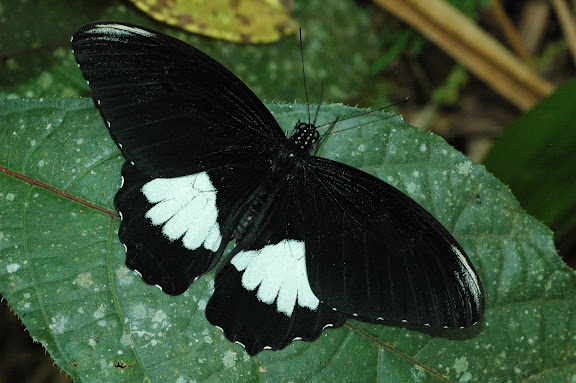 Papilio ambrax lutosa FRUHSTORFER, 1908, mâle. Warkapi, Arfak, 27 août 2007. Photo : G. Zakine