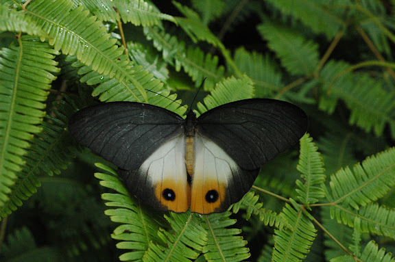 Lépidoptères de l'Arfak II (Danainae, Morphinae, Nymphalinae, Satyrinae) - Taenaris onolaus onolaus KIRSCH, 1885. Meni, Arfak, 25 août 2007. Photo : Gilbert Zakine