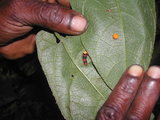 Oeuf et chenille (premier instar) d'O. priamus poseidon (?). Mokwam, Arfak, août 2007. Photo : Gilles Richard