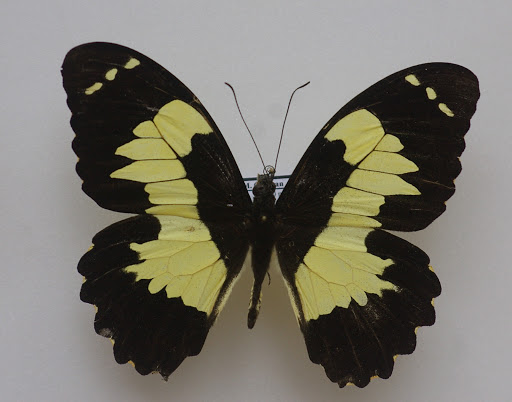 Papilio euchenor GUÉRIN-MÉNEVILLE, 1830, mâle. Warkapi, août 2007. Photo : J.-M. Gayman
