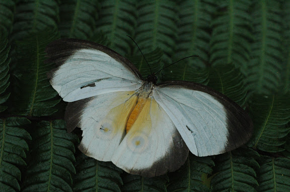 Lépidoptères de l'Arfak II (Danainae, Morphinae, Nymphalinae, Satyrinae) - Tanaeris catops WESTWOOD, 1851. Meni, Arfak, 25 août 2007. Photo : G. Zakine