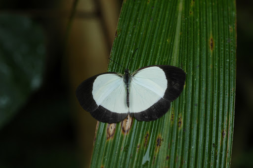 Eurema puella BOISDUVAL, 1832, femelle. Mokwam (Arfak), 20 août 2007. Photo : G. Zakine