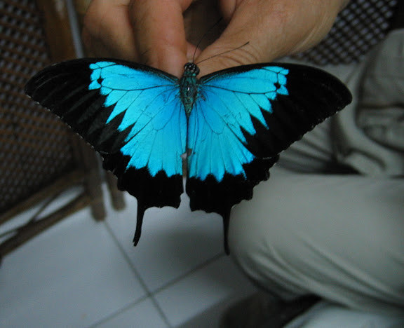 Papilio ulysses autolycus C. & R. FELDER, 1865. Gunung Meja, Manokwari, 17 août 2007. Photo : G. Bellanger