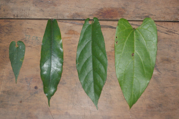 Aristoloches, plantes nourricières des Ornithoptères. De gauche à droite : 