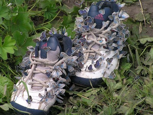 Lycènes sur une paire de chaussures. Photo : Andrey Silaev