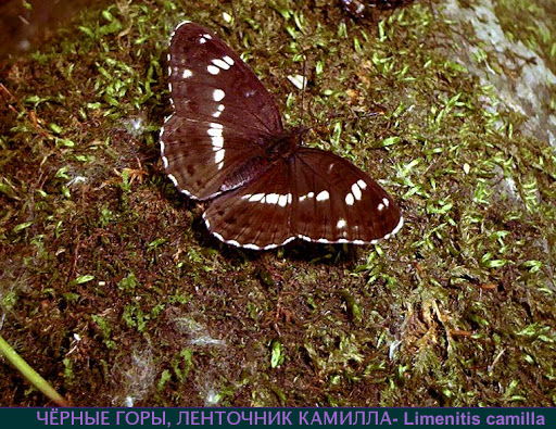 Ladoga (Limenitis) camilla japonica MÉNÉTRIES, 1857, Oussouri. Photo : N. N. Balatskij