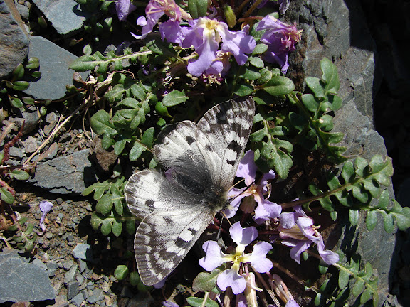 Parnassius (Koramius) patricius uzyngyrus WEISS, 1979, Alabel Pass, 28 juin 2006. Photo : E. Zinszner