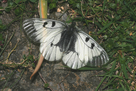 Parnassius (Driopa) mnemosyne vernetanus FRUHSTORFER, 1908. Col du Tourmalet (2000 m), Pyrénées, 20 juillet 2004. Photo : Luc Manil