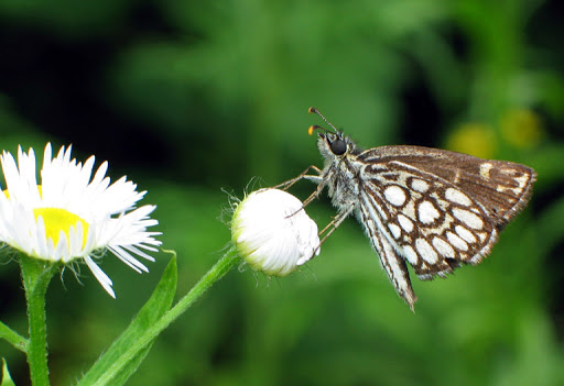 Heteropterus morpheus PALLAS, 1771 - Monts Sinyi. Photo : N. N. Balatskij