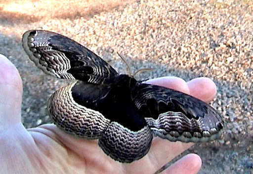 Bombycoidea : Brahmaeidae : Brahmaea certhia FABRICIUS, 1793. Monts Sinyi. Photo : N. N. Balatskij