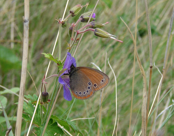 Été 2006 : Expédition au Kyrgyzistan - Coenonympha nolckeni nolckeni ERSCHOFF, 1874. Kekemeren, 1er juillet 2006. Photo : E. Zinszner