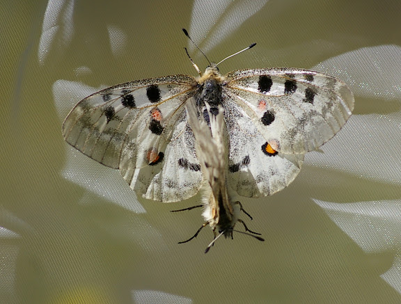 Parnassius apollo provincialis KHEIL, 1905, in copula. La Blachière, 1700 m (Maurin, Alpes-de-Haute-Provence), 13 août 2009. Photo : J.-M. Gayman
