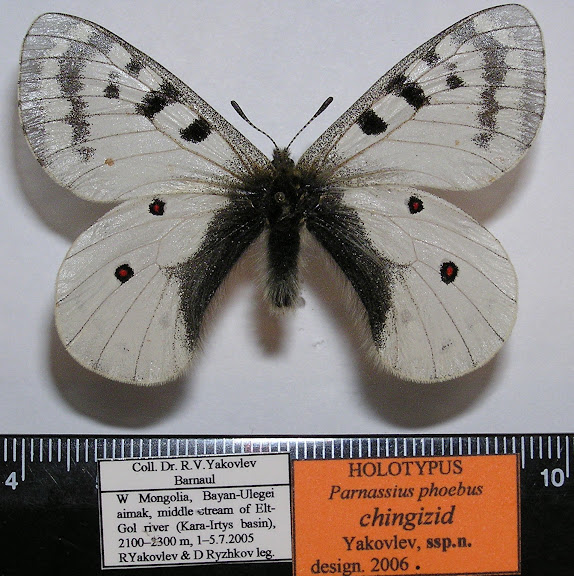 Parnassius phoebus chingizid spp. nova YAKOVLEV, 2006, holotype, mâle. LT : cours moyen de la rivière Elt-Gol, dist. de Bayan-Ulegei (Ölgij), Mongolie occidentale. Photo : Roman Yakovlev