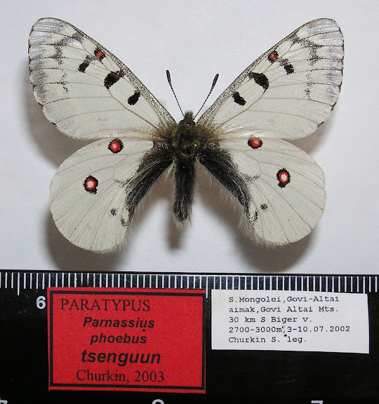 Parnassius phoebus tsenguun CHURKIN, 2003, mâle, paratype. Dist. de Govi-Altaï, SW de la Mongolie. Photo : R. Yakovlev
